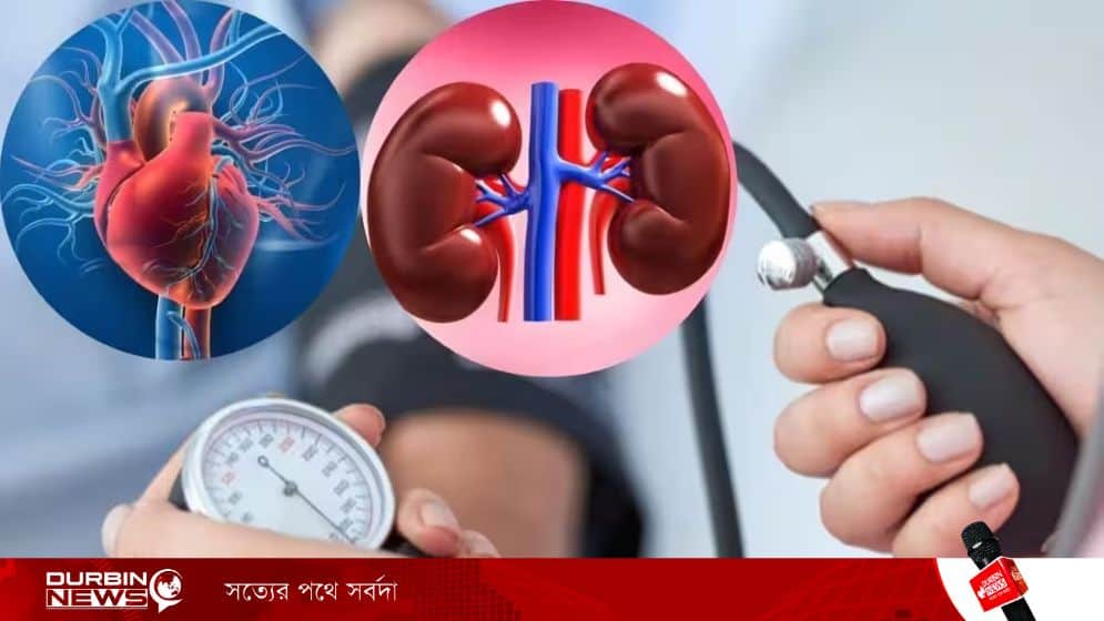 Kidney-6a0afd328cae3.webp