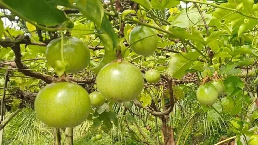 আনারকলি ফল নিয়ে কেন বাড়ছে আগ্রহ