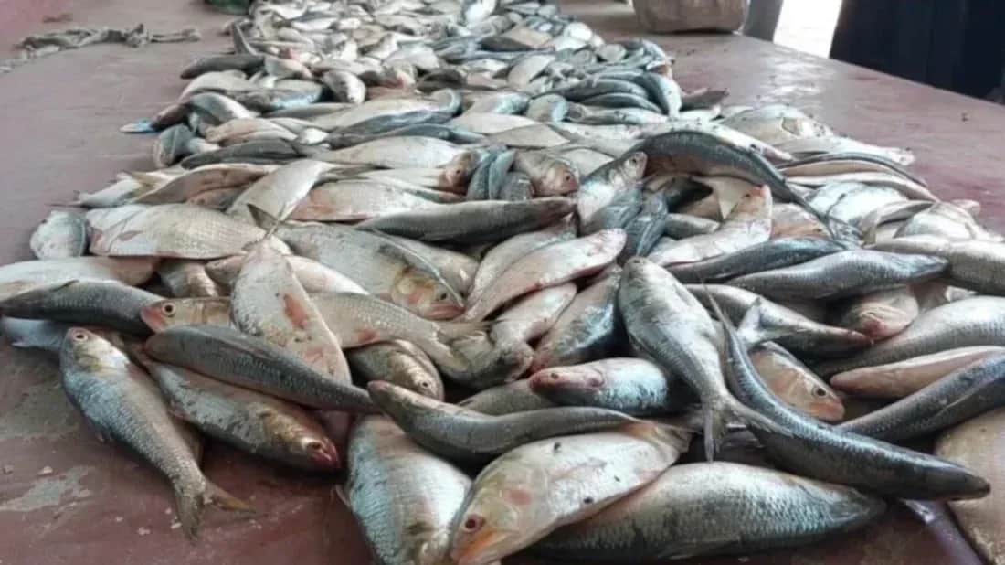 চাঁদপুরে ১০ মণ ইলিশ মাছ জব্দ, এতিমখানায় বিতরণ