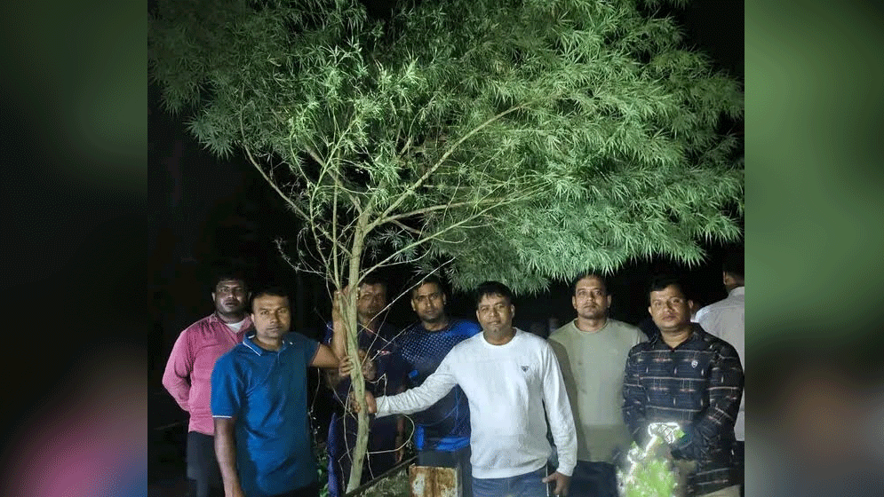 রান্নাঘরের পেছনে ১৪ ফুট গাঁজার গাছ, এক বছর ধরে পরিচর্যার অভিযোগ