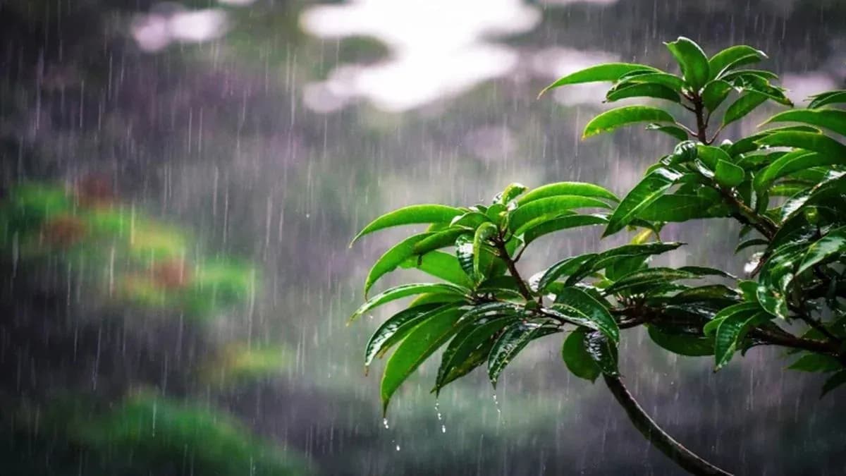 যেসব অঞ্চলে বৃষ্টি হতে পারে আজ