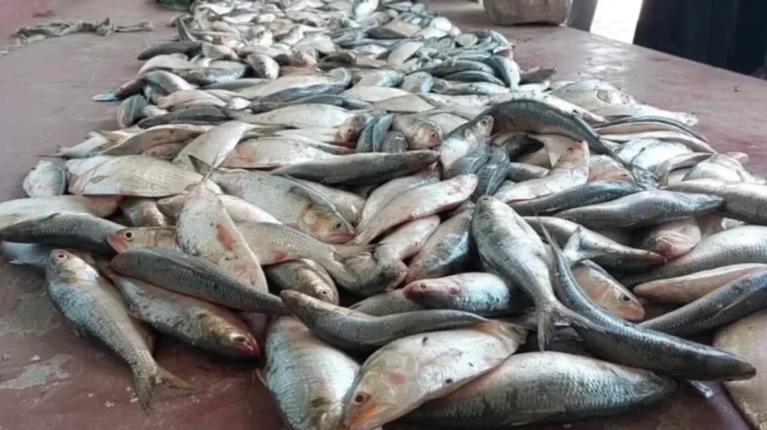 চাঁদপুরে ১০ মণ ইলিশ মাছ জব্দ, এতিমখানায় বিতরণ