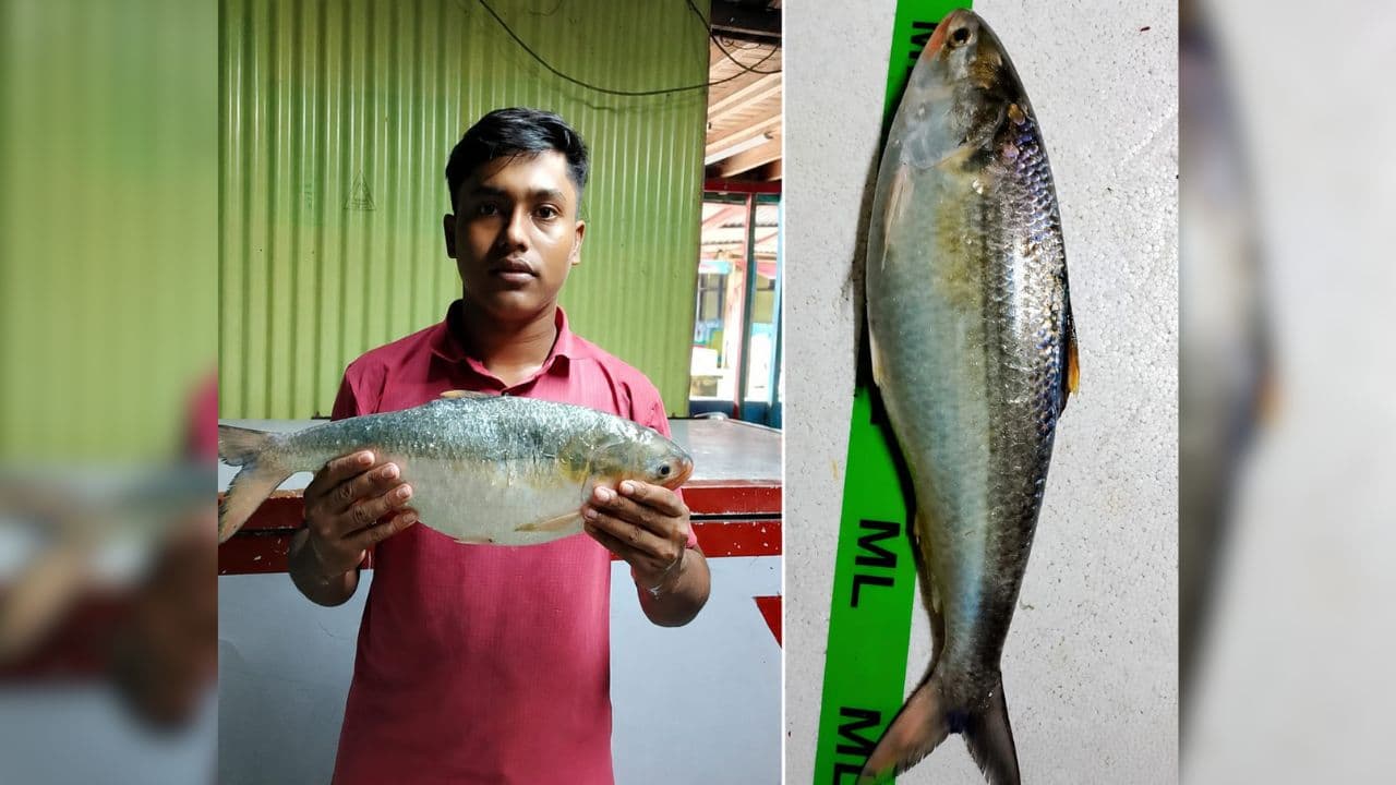 মনপুরায় জেলের জালে ধরা পড়ল প্রায় ২ কেজির ইলিশ, বিক্রি ৯ হাজার টাকায়