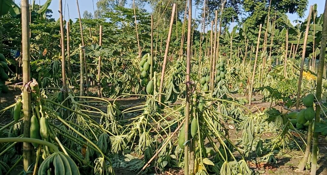 পীরগাছায় রাতের আঁধারে ৪১০ পেঁপে গাছ কেটে ফেলার অভিযোগ