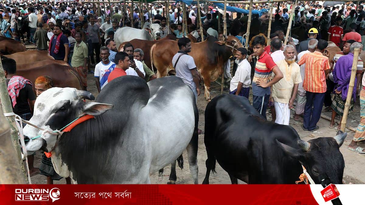 prothomalo-bangla_2026-05-20_0vy974mg_BoguraDH049320260520Bogura-Animal-market-12.webp