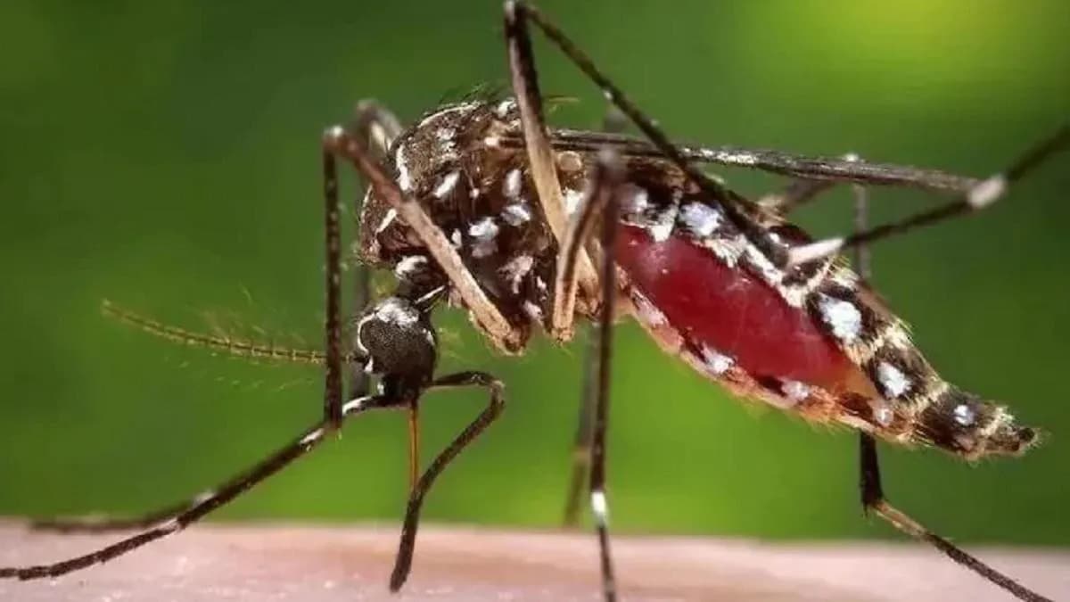 ডেঙ্গুতে ২৪ ঘণ্টায় ৪ মৃত্যু, শনাক্তে রেকর্ড