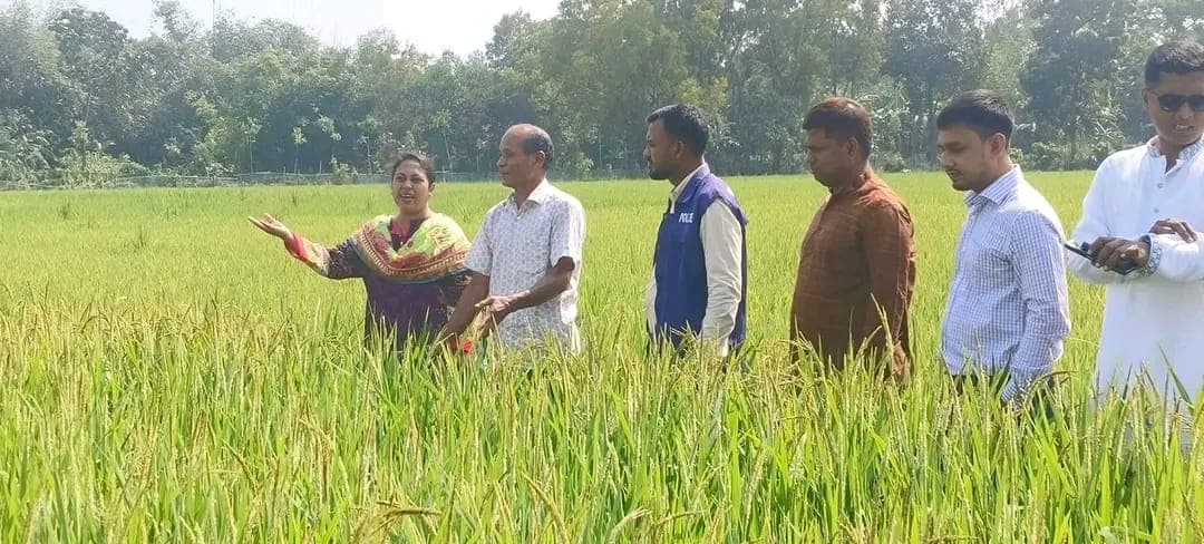 শেরপুরে আমন ধানের ২৩টি জাত উদ্ভাবন করেছেন সেন্টু কুমার হাজং